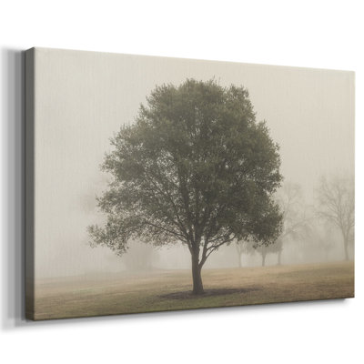 Arbres dans le brouillard I - Cavas enveloppés de galerie