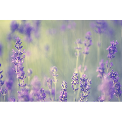Lavender by Rike_ - No Frame Art Prints on Canvas