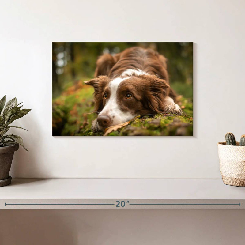 Brampt Lovable Border Collie, 8'' H x 12'' W