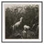 Coastal Birds 1 Print by THE Studio-967968412-967968414