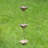76" Long Iron Daisy Rain Chain