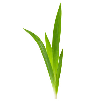 Grass by Avalon_Studio