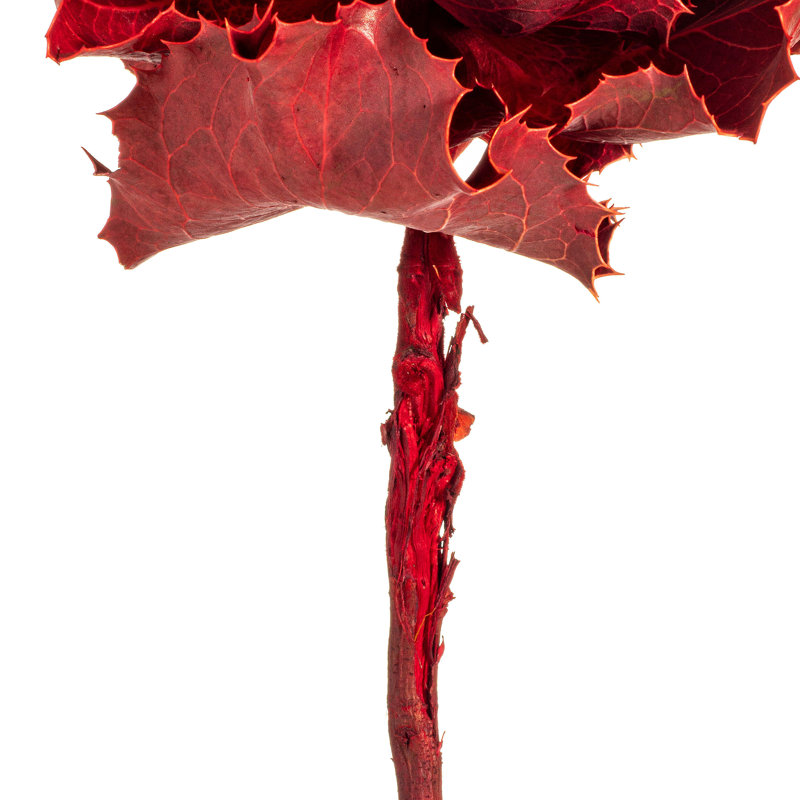 8" flower Red Queen Flower, 1 stem, Dried
