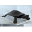 Statue en aluminium tortue Cooter avec pose rampante réaliste 38 po x 26 po x H 8 po