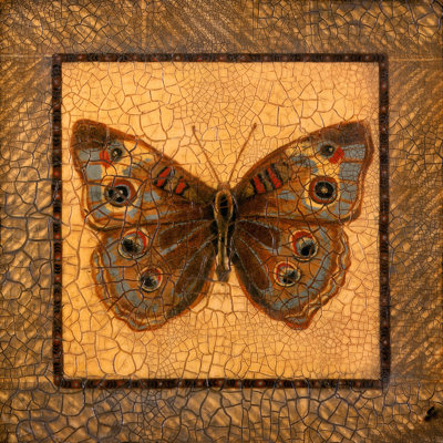 Papillon craquelé - Buckeye