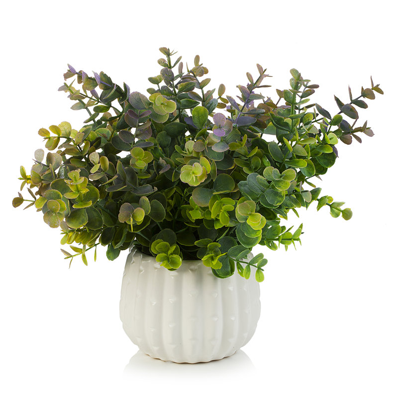 Herbe d'eucalyptus en pot 10 po, Mauve / Vert