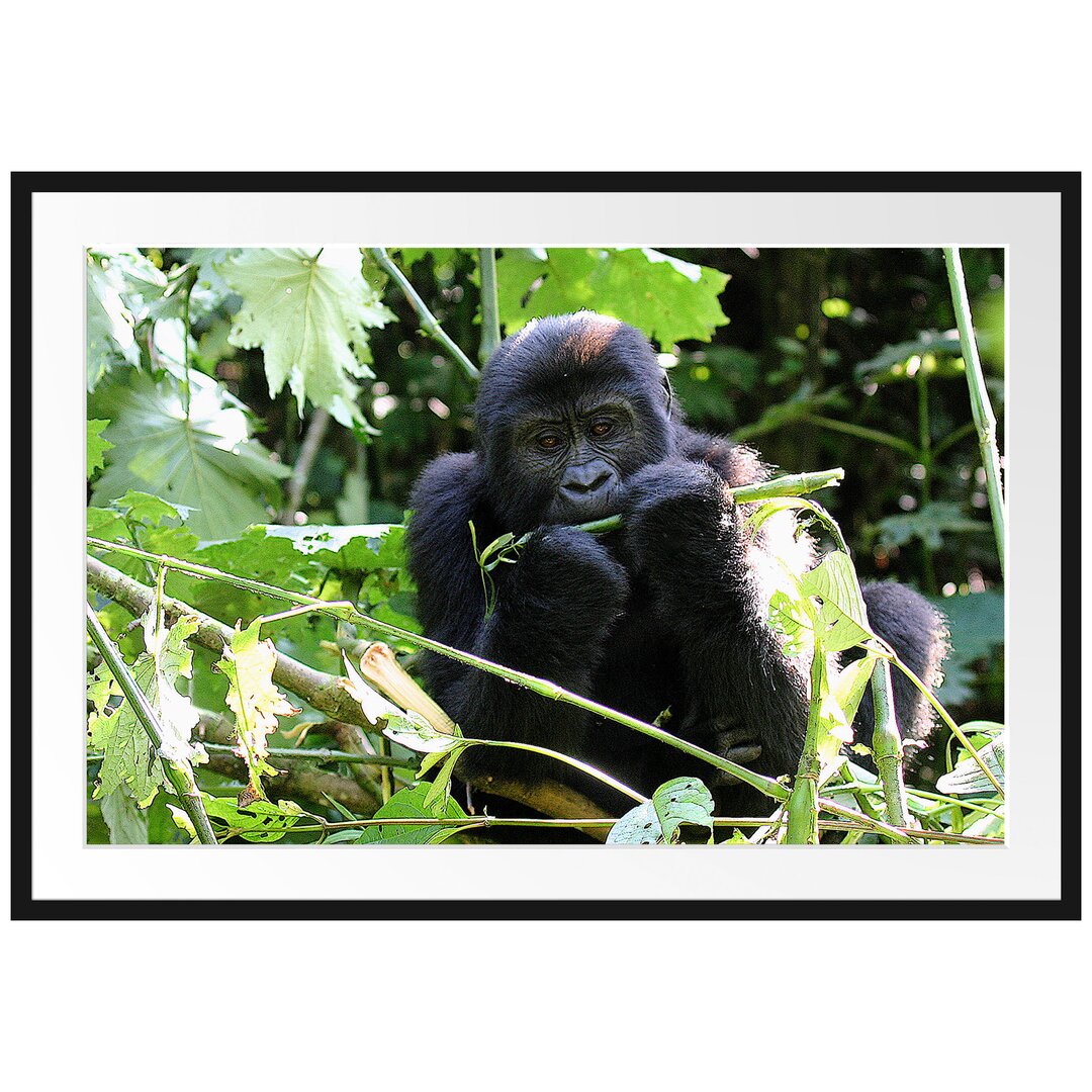 Gerahmtes Poster Gorilla beim Fressen