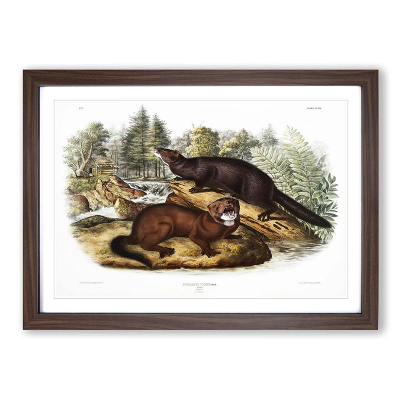Mink by J.W. Audubon - Picture Frame Painting Print, 62cm H x 87cm W x 2cm D, Walnut Framed