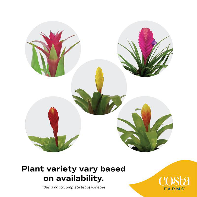 Foliage Plant in Planter