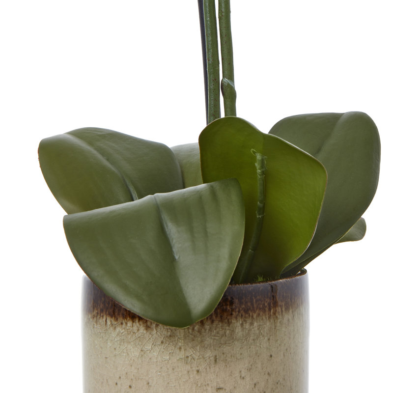 Andaiye 59cm Plant in Pot