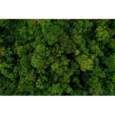 Forêt tropicale