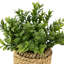 Plante artificielle en pot 7 po