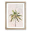 Cuban Palm Tree - Picture Frame Painting Print-56853340-56853341