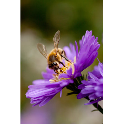 Bee Feeding On Flower 1 Piece Wrapped Canvas Wall Art