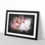Petals of a Pink Carnation - Picture Frame Graphic Art Print-56861611-56861612