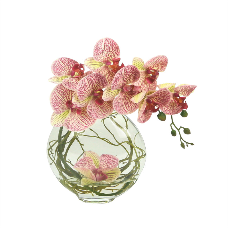 Fuchsia Orchid with Vine in Water