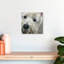 Brampt West Highland Terrier-109232721