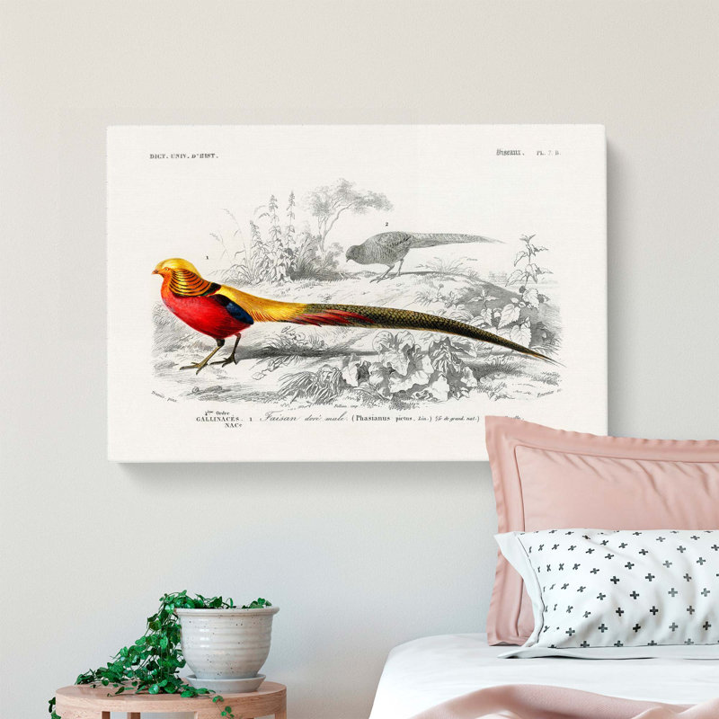 Male Golden Pheasant by Charles D Orbigny - Wrapped Canvas, 40cm H x 60cm W x 3cm D