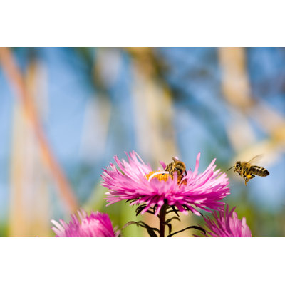 Abeilles Elsiemae par Jura13