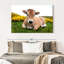 Adorable vache Aubrac-107701962