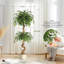 Plant-1645508725