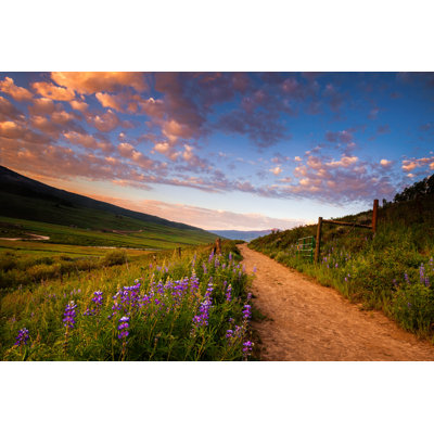 Fields Of Lupines by AndrewSoundarajan - Wrapped Canvas Print