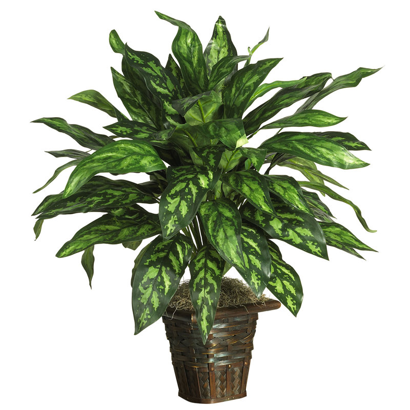  Silver King with Basket Silk Plant