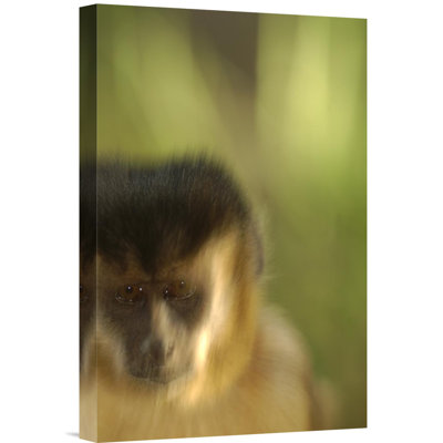 " Brown Capuchin Portrait "