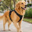 Harnais pour chien sans traction