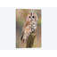 " Tawny Owl " by David Stribbling-33109876-72410721-72410735