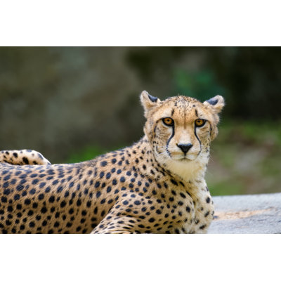 Guépard, gros plan par Thorsten Spoerlin - Photographie sur toile tendue