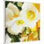«White Anemones Up Close» par Shirley Novak, reproduction d'art sur toile encadrée-1432715771