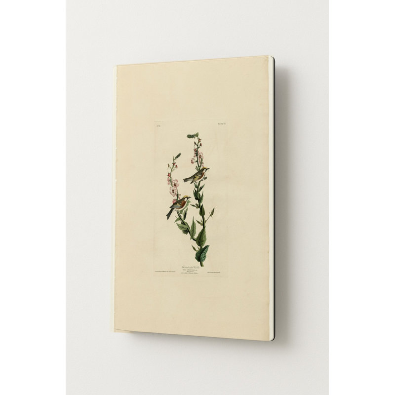 Fauvette à flancs marron (Planche 59) — Portrait en métal, 14" H x 11" W