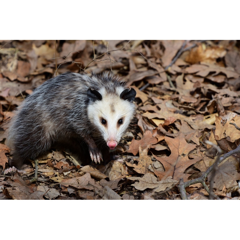 Opossum - Photographie sur toile tendue, H 32 po x l 48 po