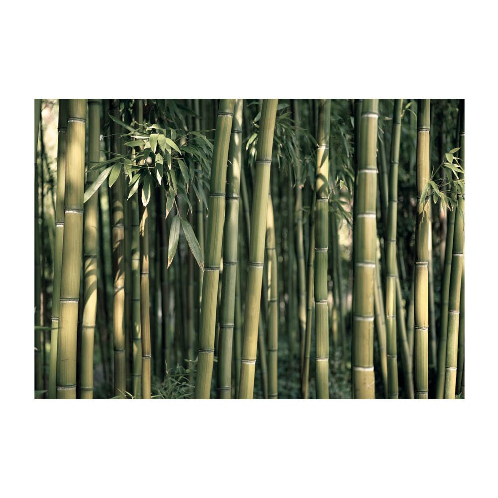 Fototapete Bamboo Exotic