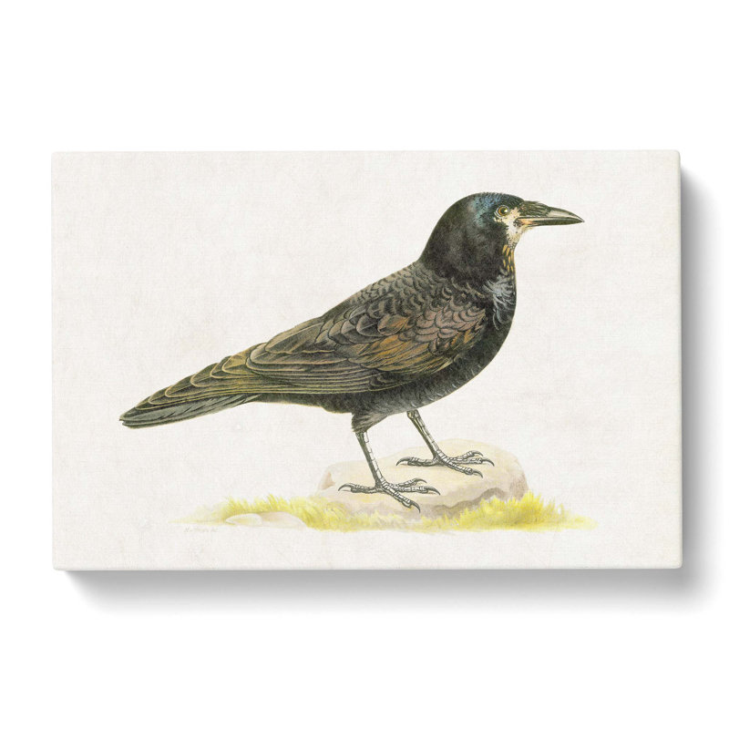 Rook by Von Wright - Wrapped Canvas, 50cm H x 76cm W x 3cm D