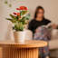 Anthurium in Ceramic Planter