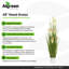 48" Reed Grass