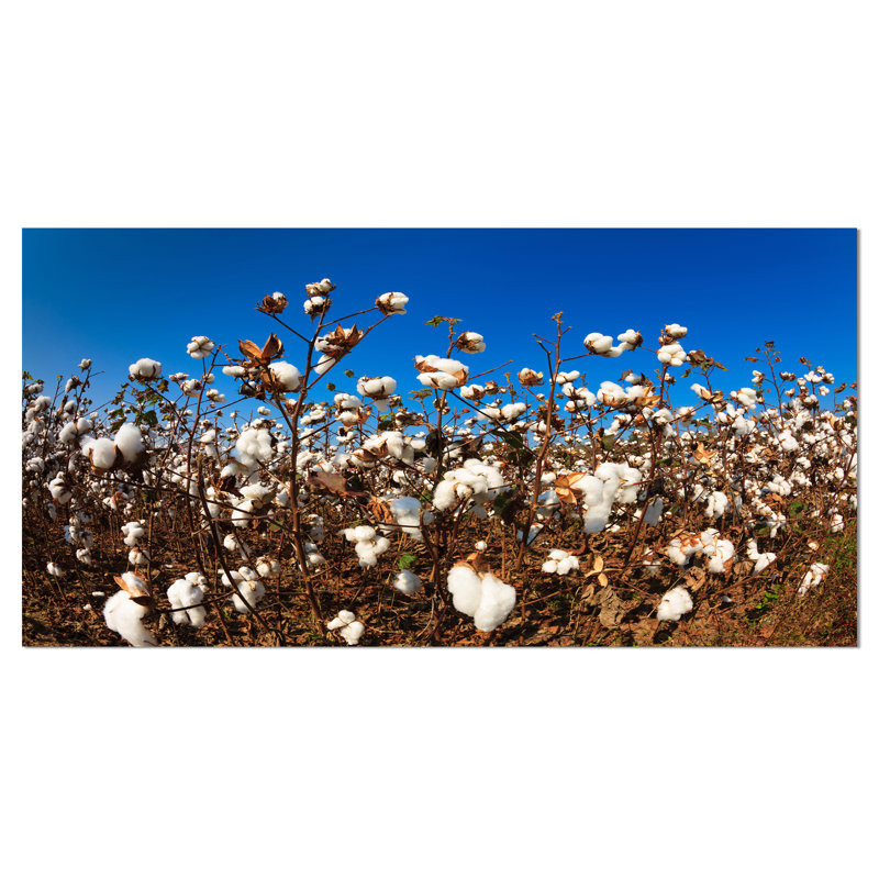 Blooming Alabama Cotton Field - reproduction de photo sur toile, Or d'exception