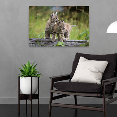 Two Young Bobcats On Log Lynx Rufus Contemporary Cat Animal Nature Wall Art