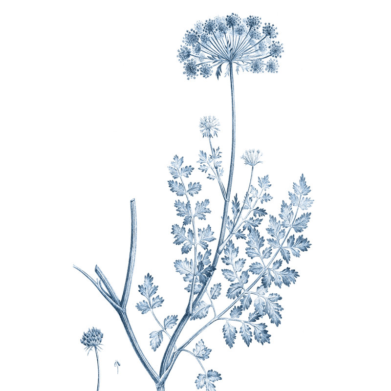 «Antique Botanical In Blue V» par Vision Studio - impression sur toile tendue, H 48 po x l 32 po