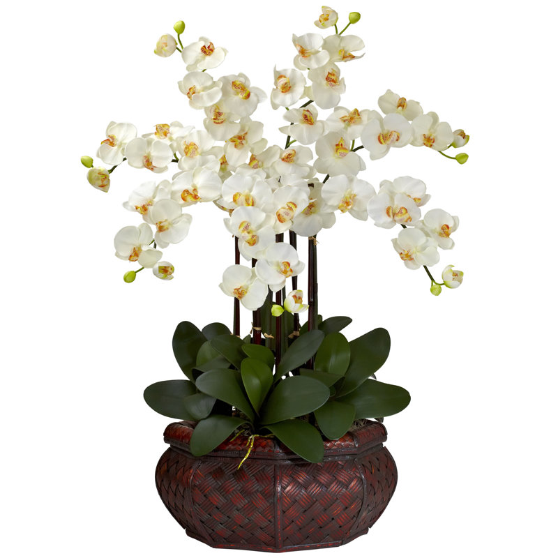 Grande agencement floral à phalaenopsiss orchidées en vase