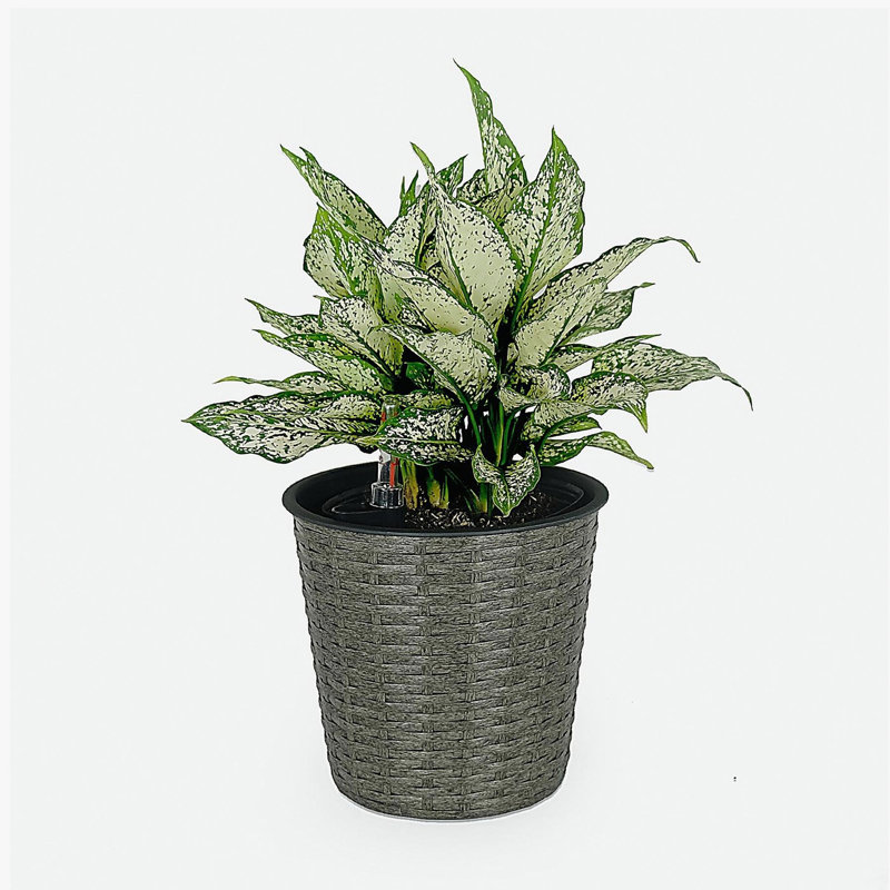 10.2" Self-watering Wicker Decor Planter for Indoor and Outdoor - Round - Grey, 9.4" H x 10.2" W x 10.2" D, Gray