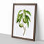 Almond Tree Branch by Pierre-Joseph Redoute - Framed Print