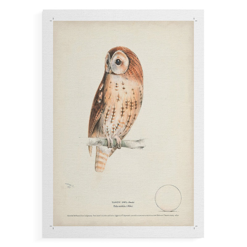 Tawny Owl - Impression sur toile seulement - NON CADRE, H 27 po x l 18 po