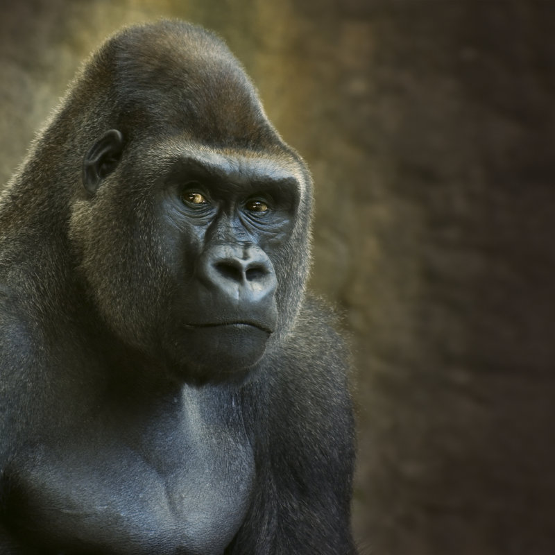 Portrait of male lowland gorilla, 51cm H x 51cm W