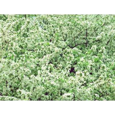 «Green Haromonics» par Drew Gaffney - photographie