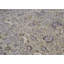 Wool Oriental Area Rug in Light Green/Wine