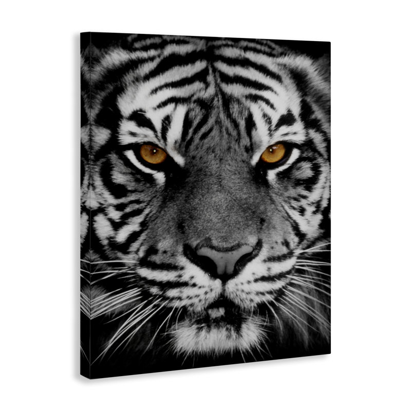 «Tigre féroce» par Danita Delimont, H 48 po x l 36 po