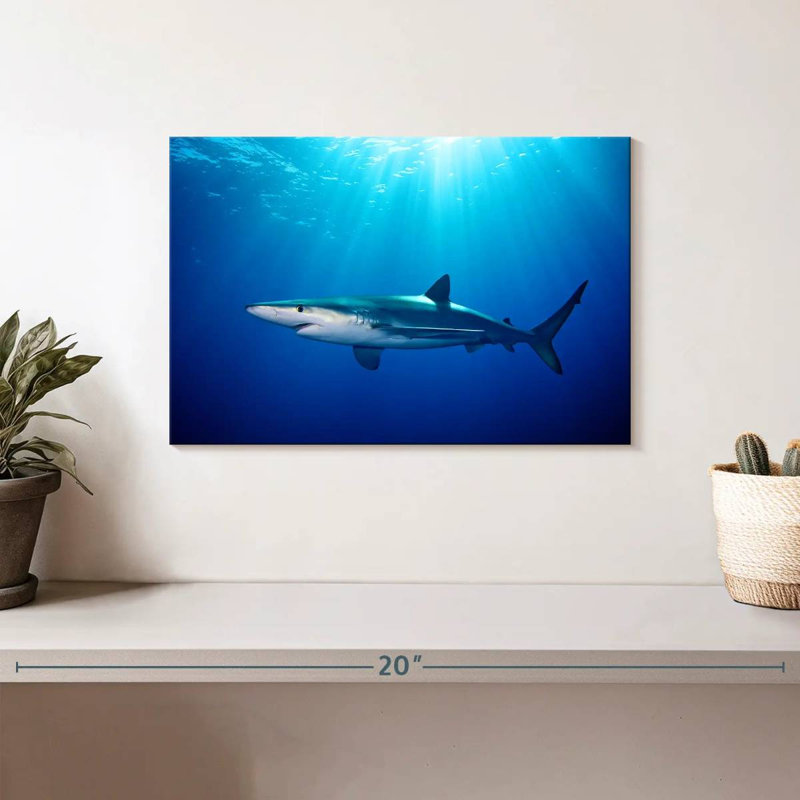 Brampt Blue Shark In Gordon's Bay, 8" H x 12" W